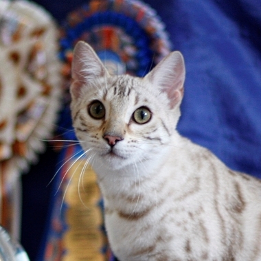 mata hari