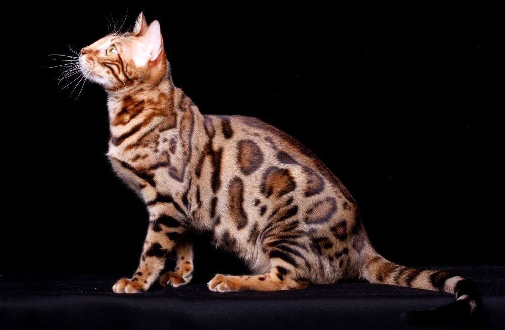 бенгальские кошки Москва