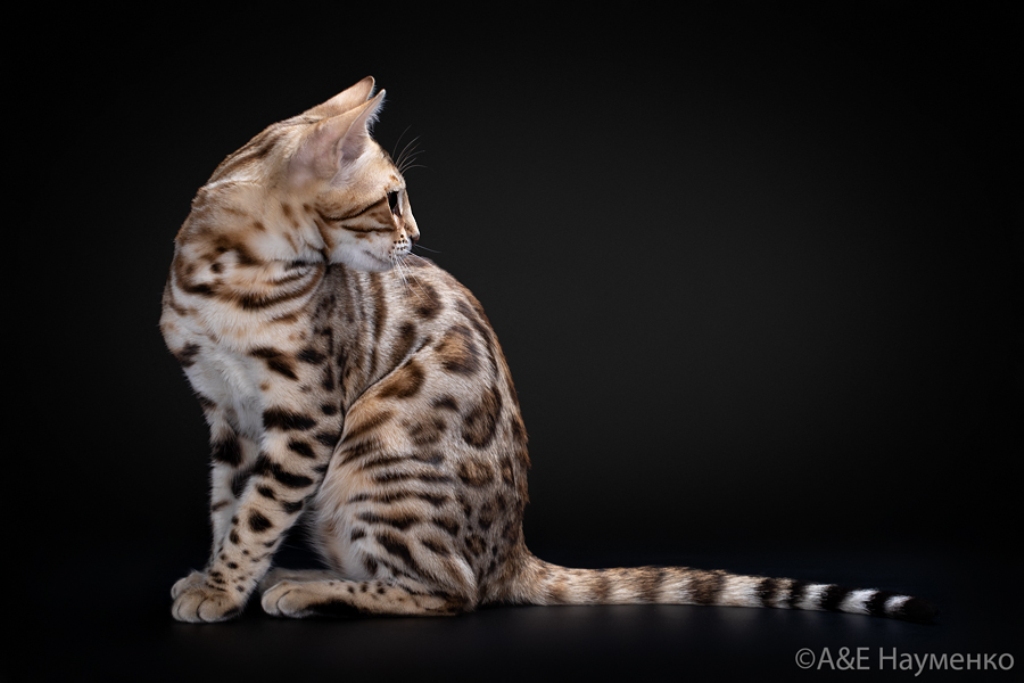 бенгальская кошка