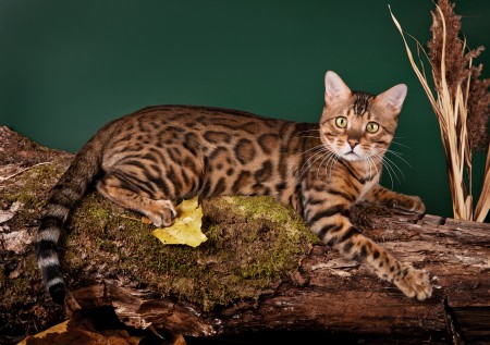 koppiekatz caezar of amazongold 2
