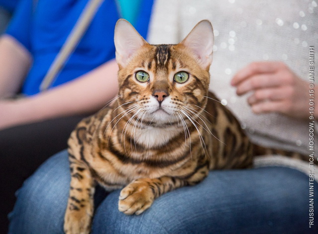 show-catsburg-1