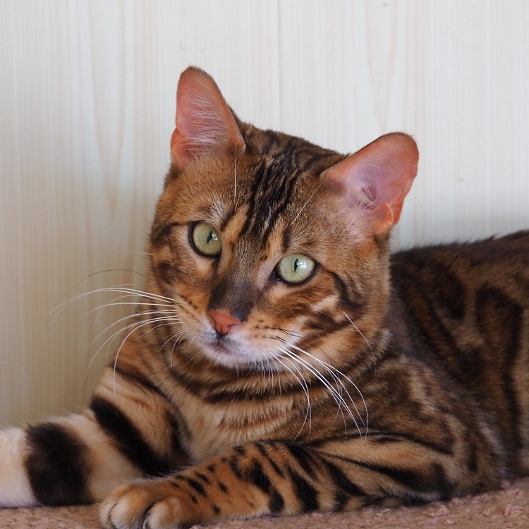 бенгальский кот