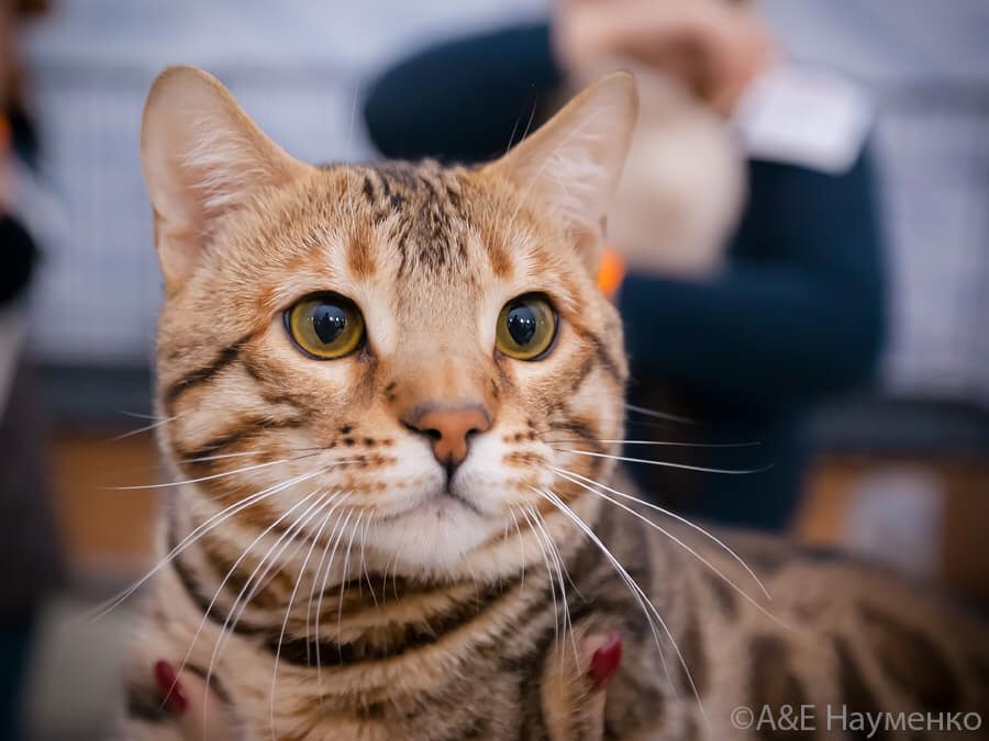 бенгалы Москва, бенгальский кот