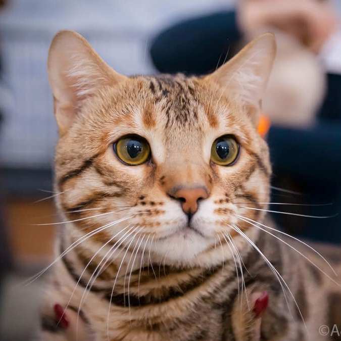 бенгальские коты