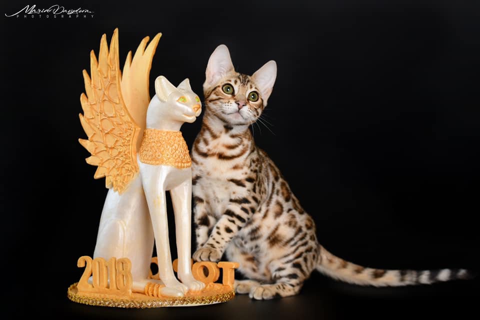 бенгальская кошка