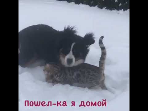 Бенгалы и собаки