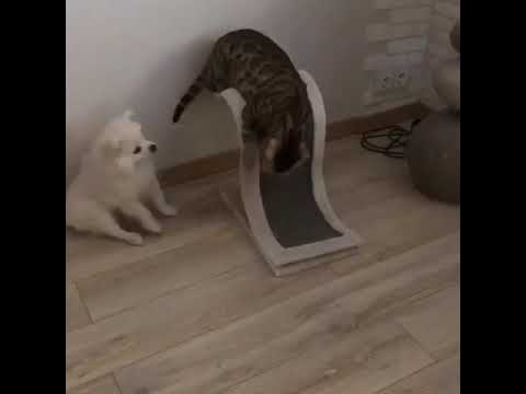 Бенгальские кошки и собаки